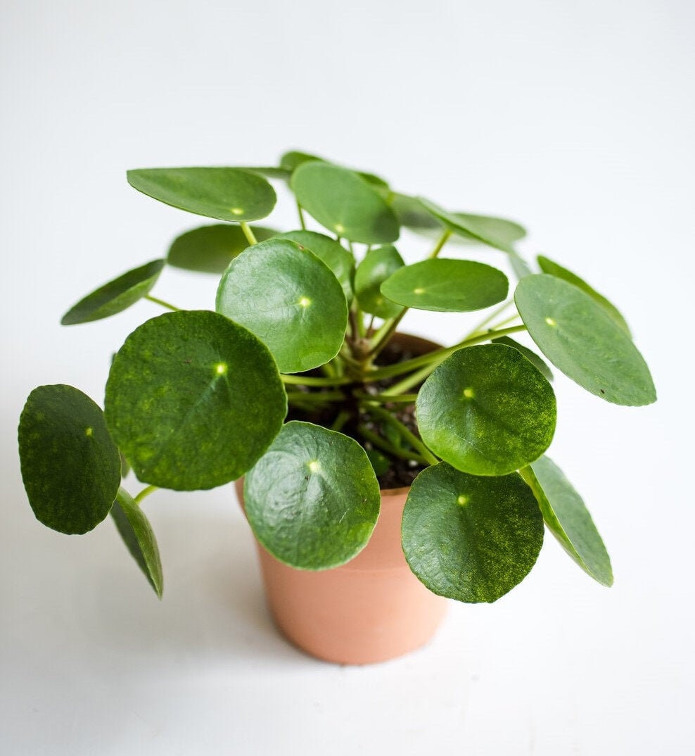 Why Are Chinese Money Plant Leaves Curling? 14 Causes (And Treatment)