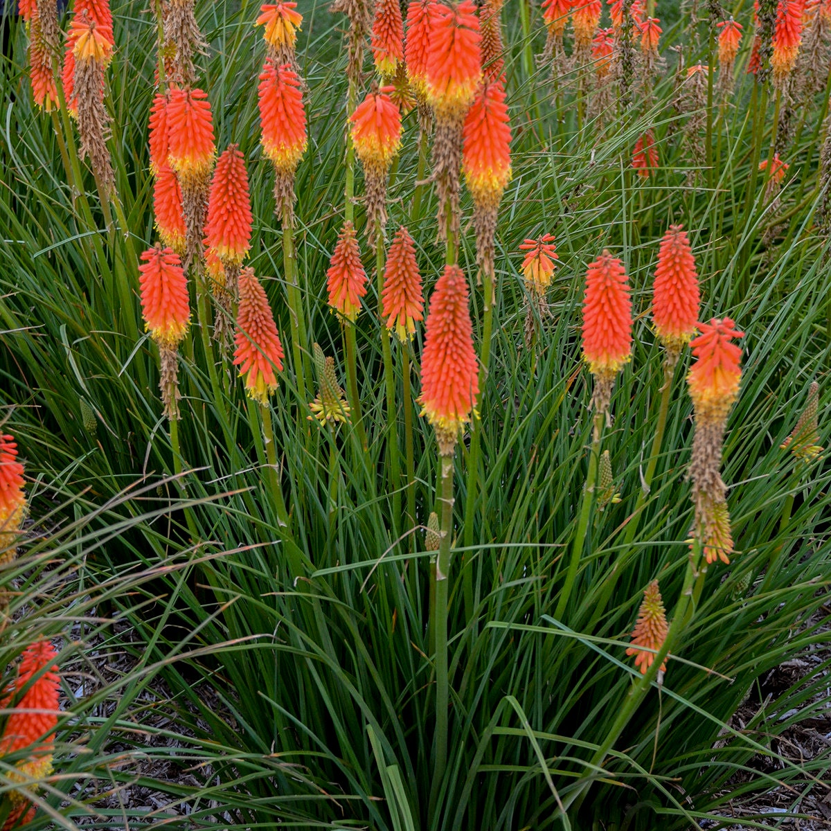 Red Hot Poker Plant – Propagation, Care, Flower, Pruning(Guide)