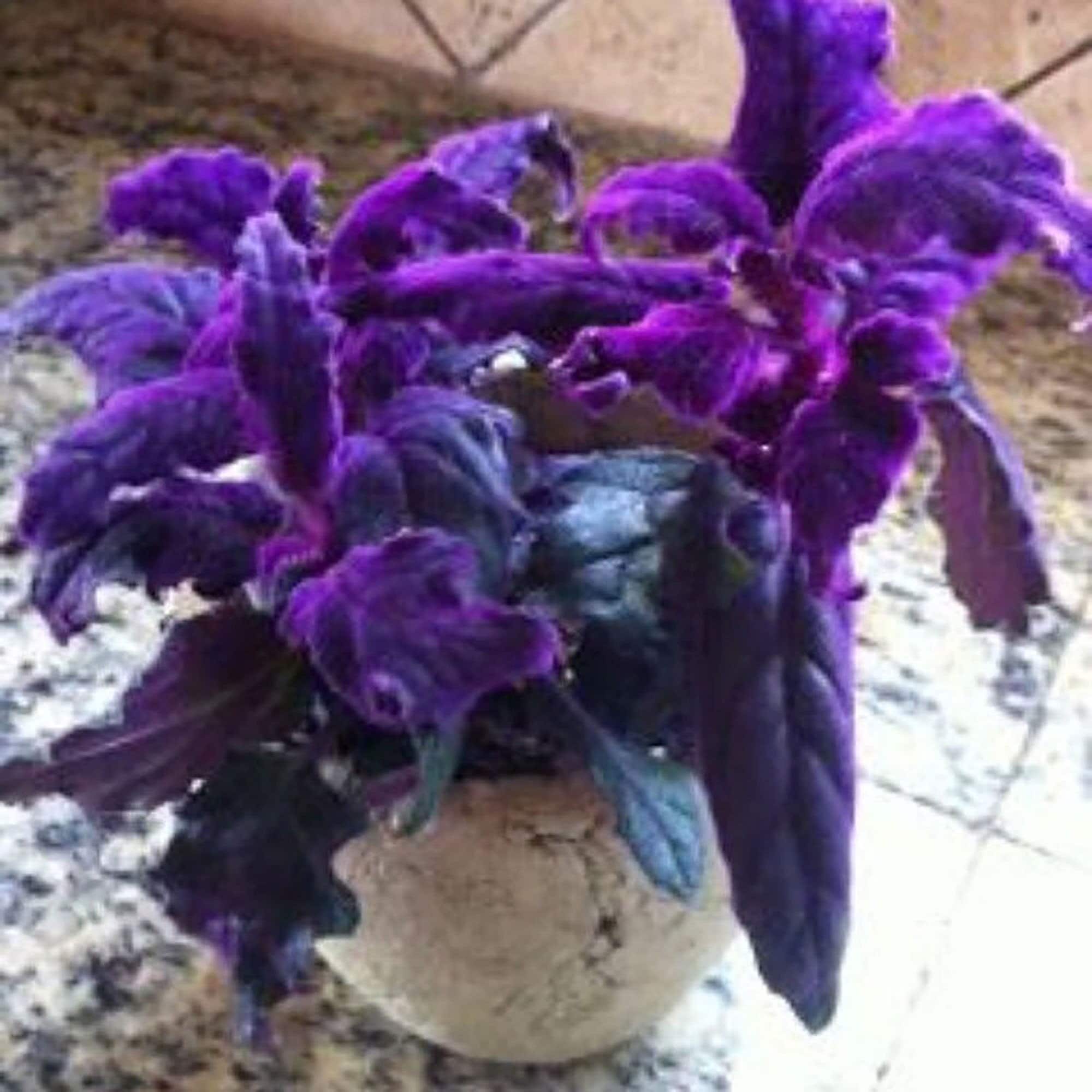 Purple Passion Plant – Benefits, Seeds (Gynura aurantiaca), Propagation