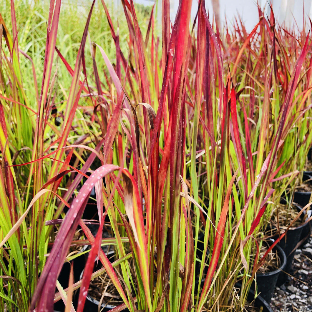 Red baron grass for sale