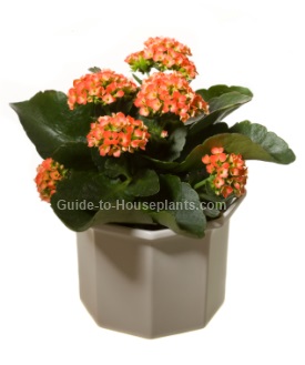 Potted plants with orange flowers