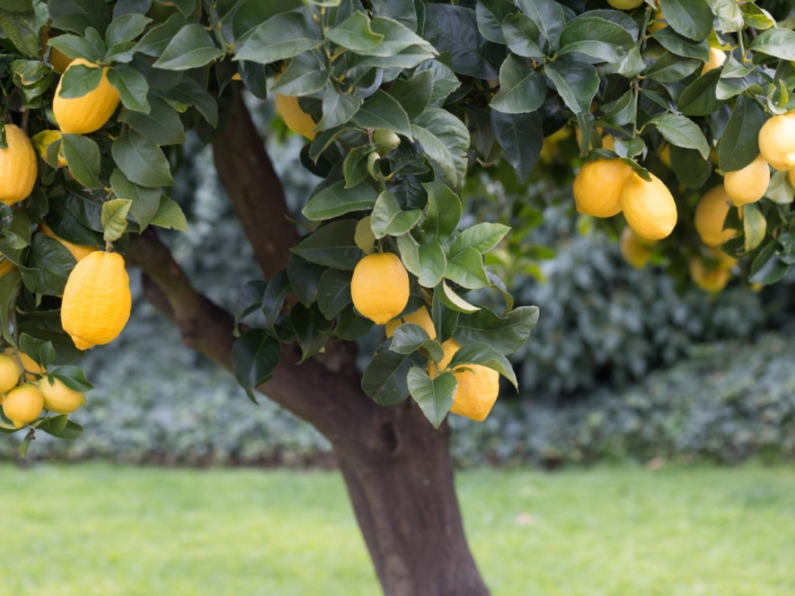 Why Are Lemon Tree Leaves Curling? 14 Causes and Treatment