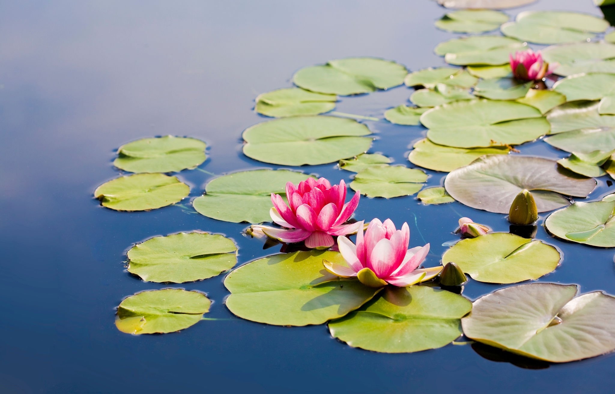 Lotus flower Buddhism Facts