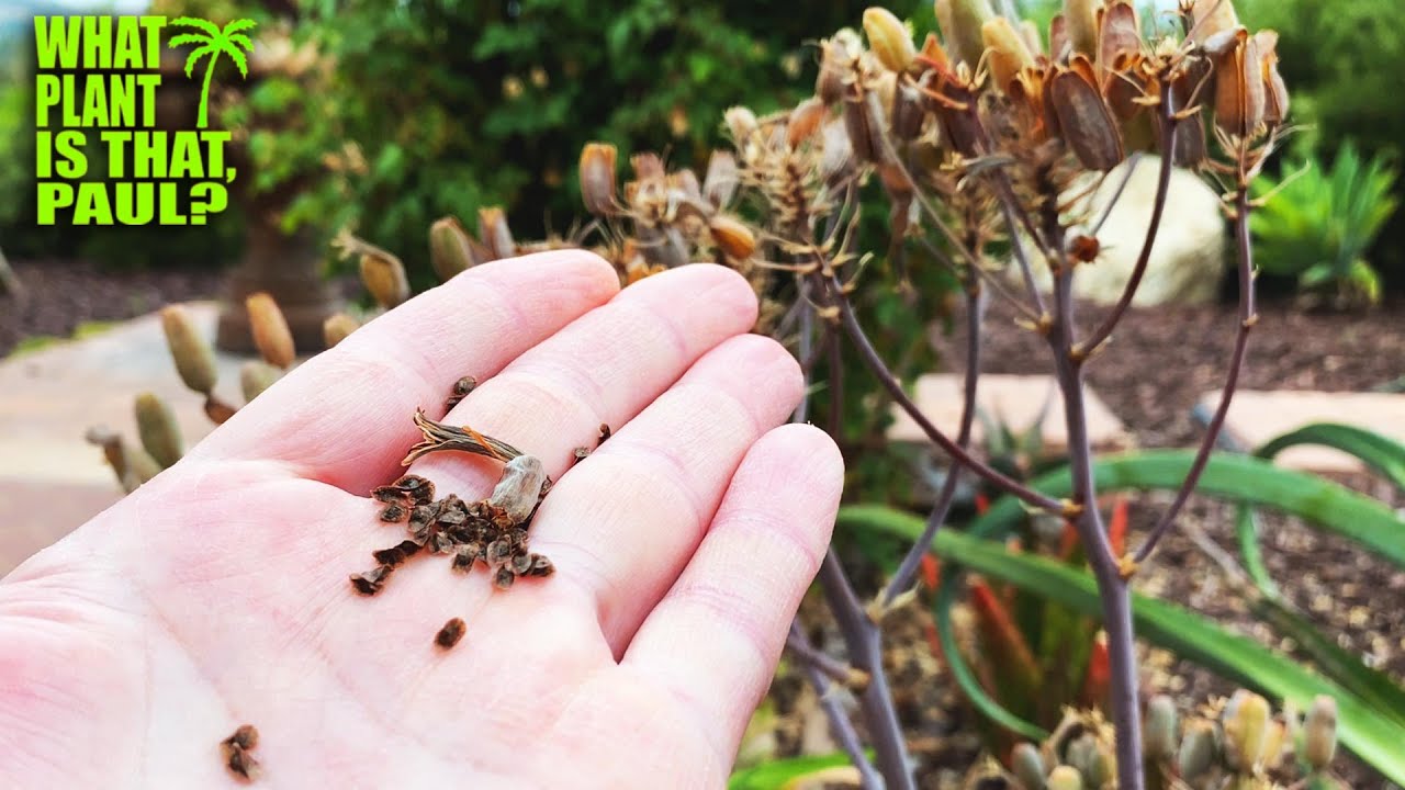 How long does aloe vera take to grow from seed?