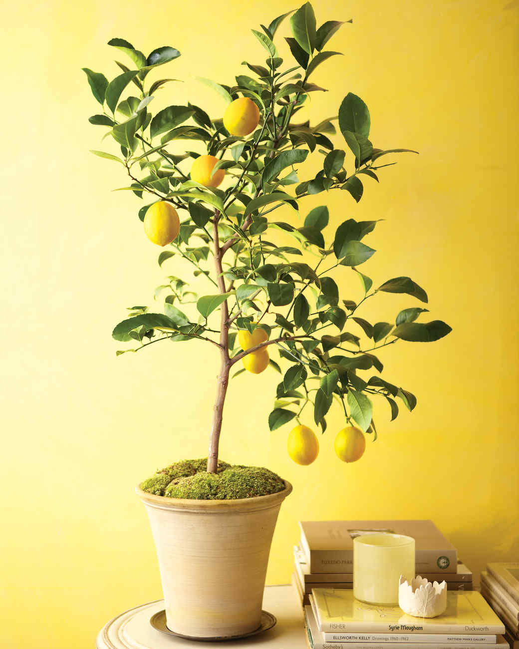 Here are the 14 reasons why are lemon tree leaves curling and turning yellow?