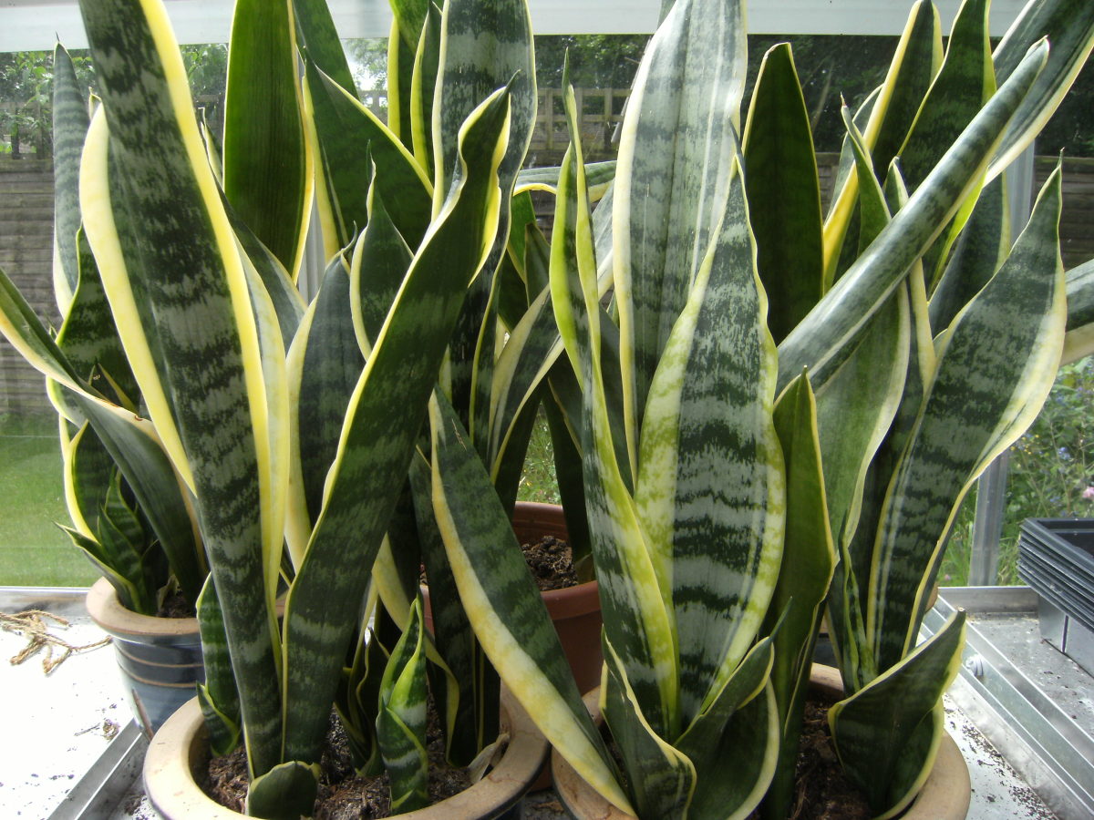 What is Snake Plant?