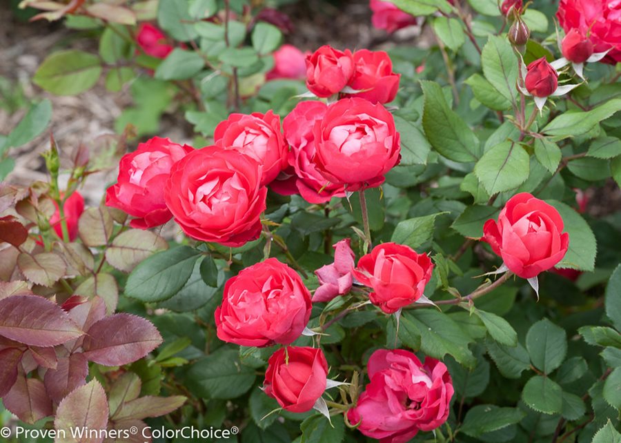 (Rosa rubiginosa) Rose Pruning