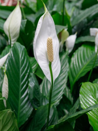 Aerial blight peace lily