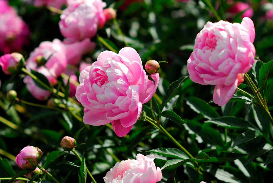 White peony flower meaning