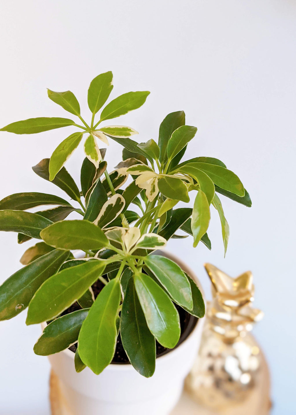 (Schefflera) Cutting Overgrown Umbrella plant