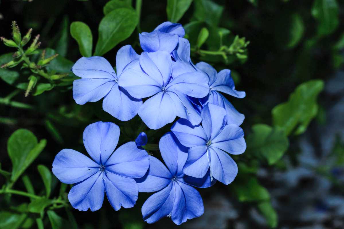 Is Plumbago an invasive plant?