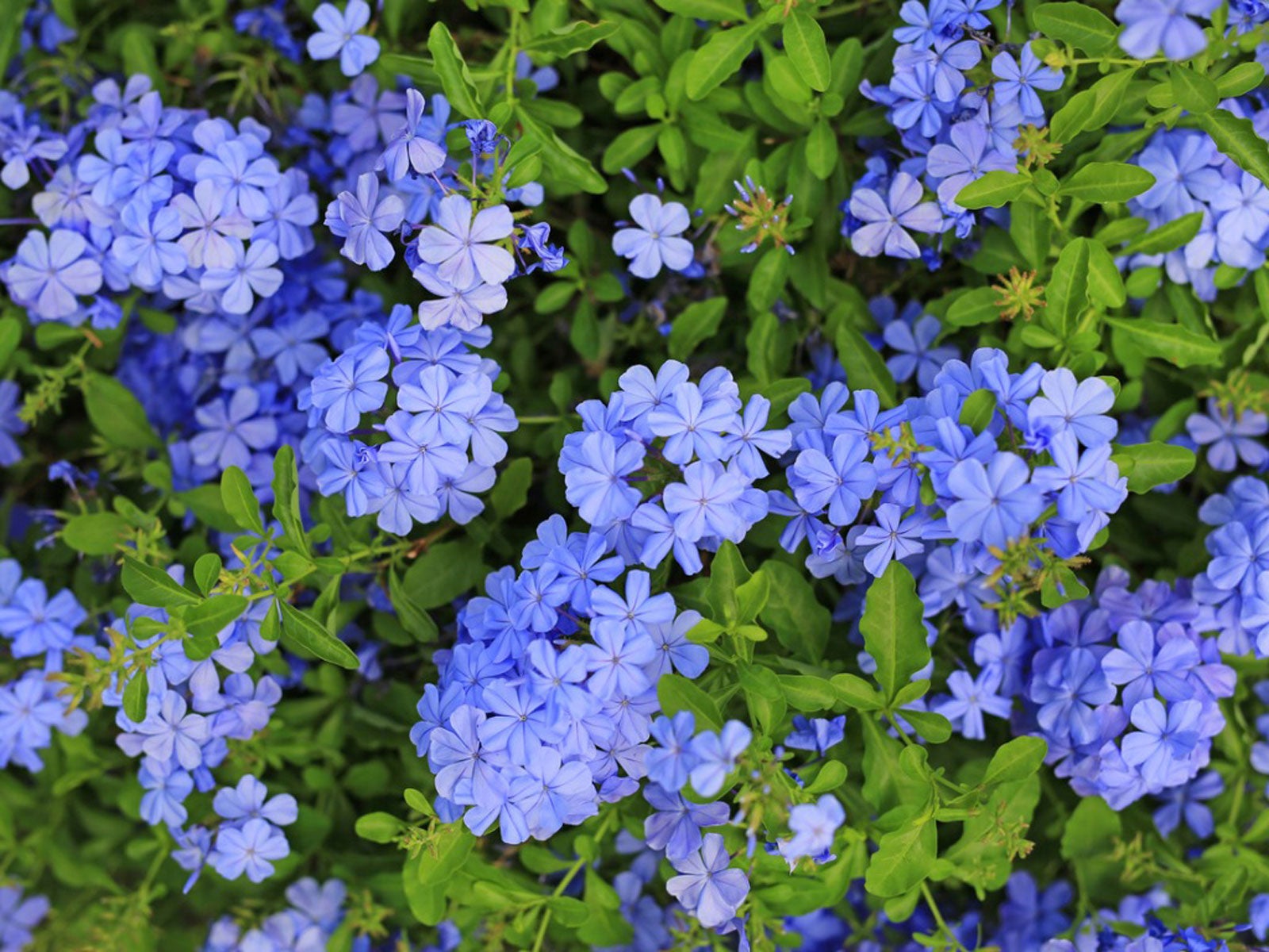 Plumbago – How to Grow, Care, Propagation, Fertilizer(Guide)