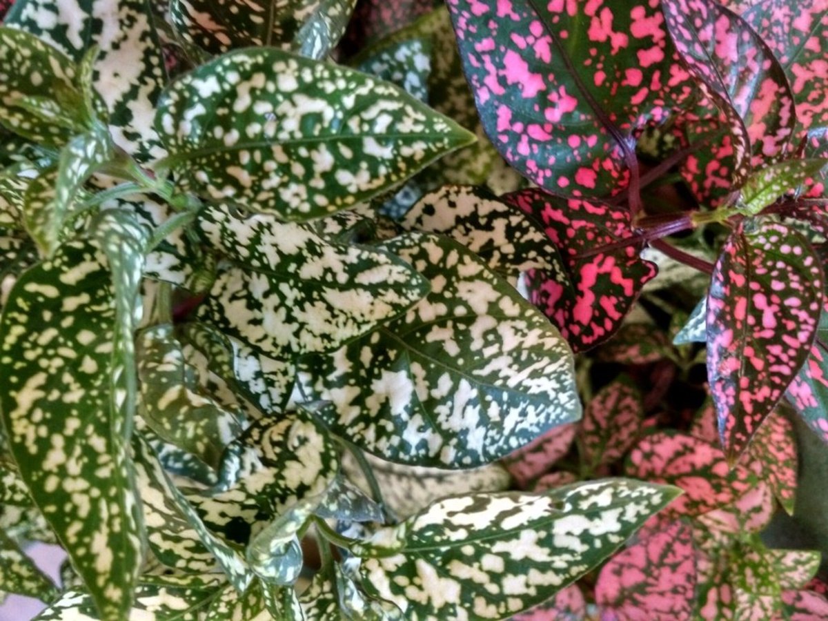 Polka Dot Plant Fertilizer