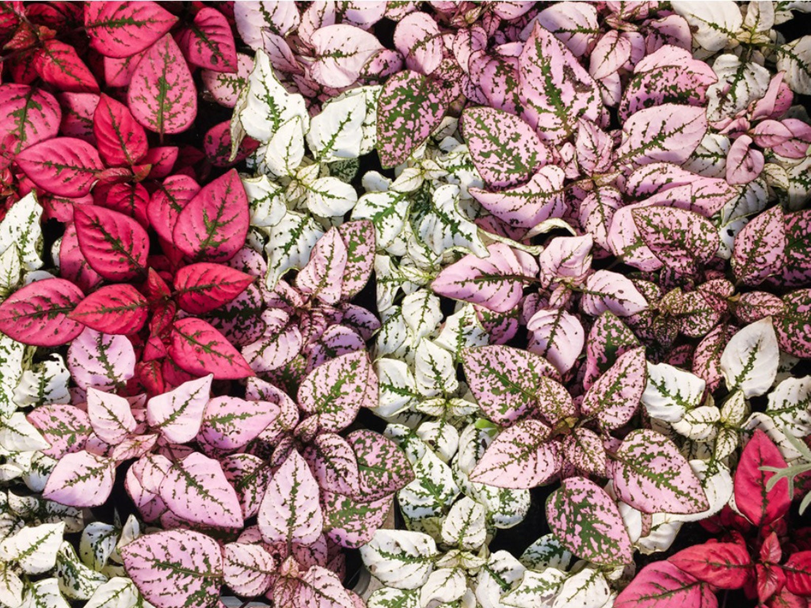 Polka Dot Plant – Benefits, Care, Leaves Curling(Hypoestes)