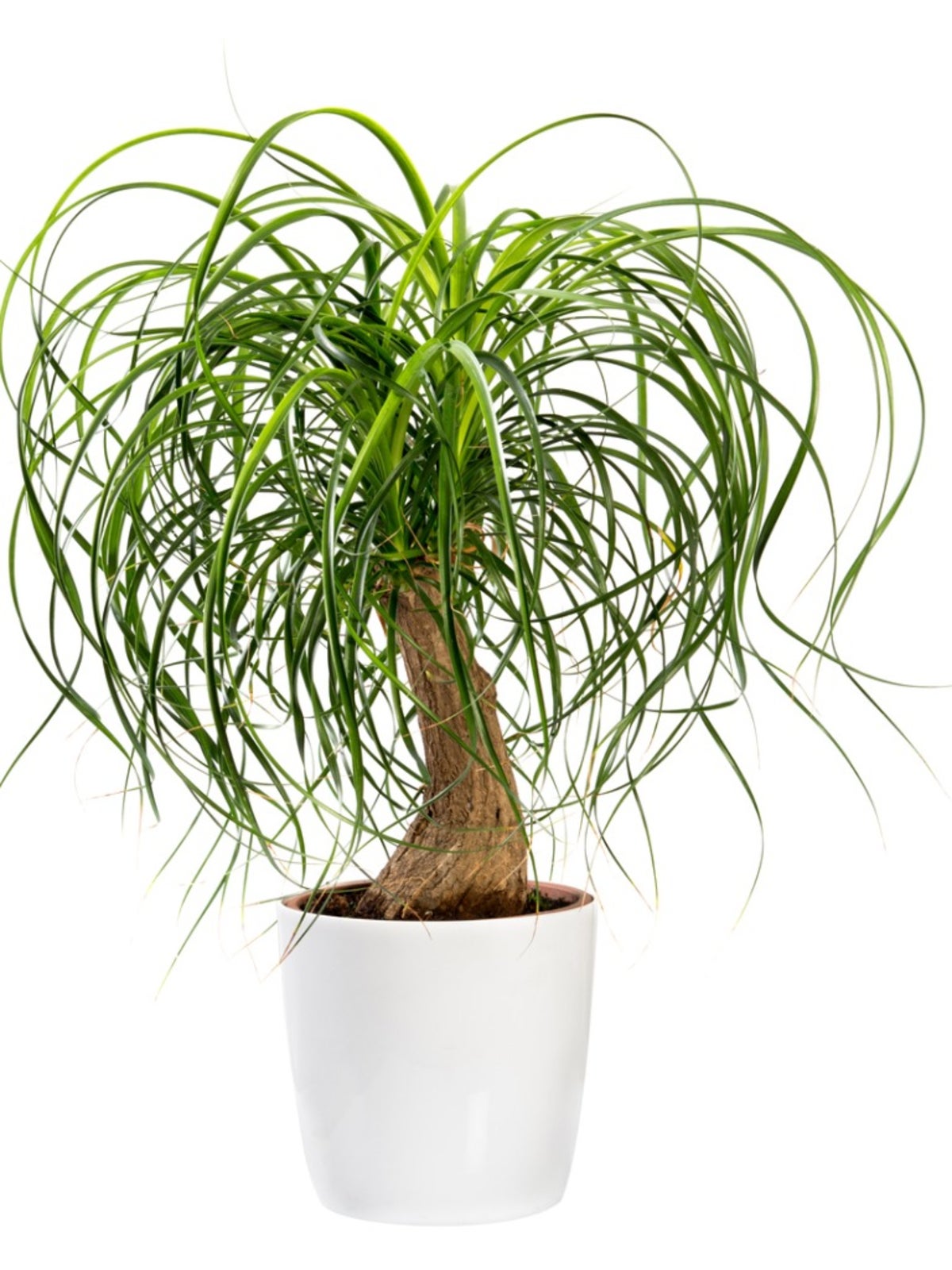 Ponytail Palm Top Broke Off – How Can You Fix It