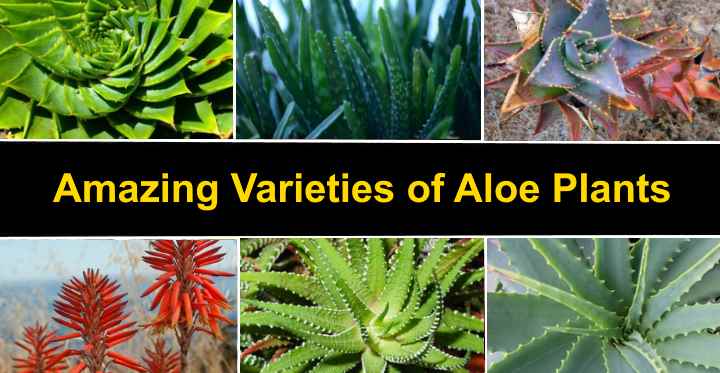 Types of Aloe Plant