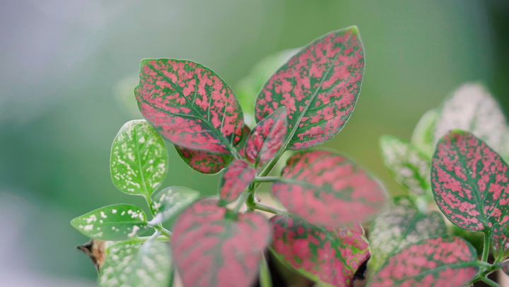 If  Pink Polka dot Plant becomes leggy?