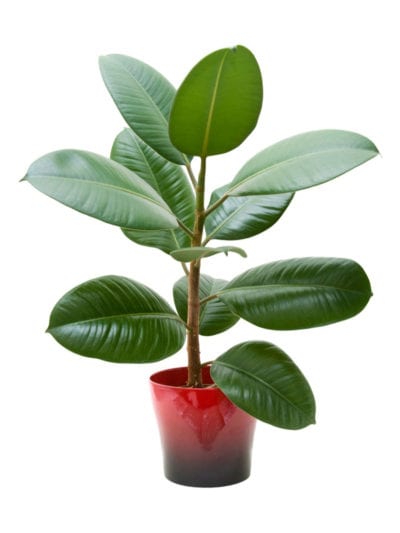 Here are the 14 reasons why rubber plant leaves curling: