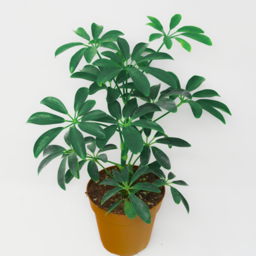 Umbrella Plant Pruning