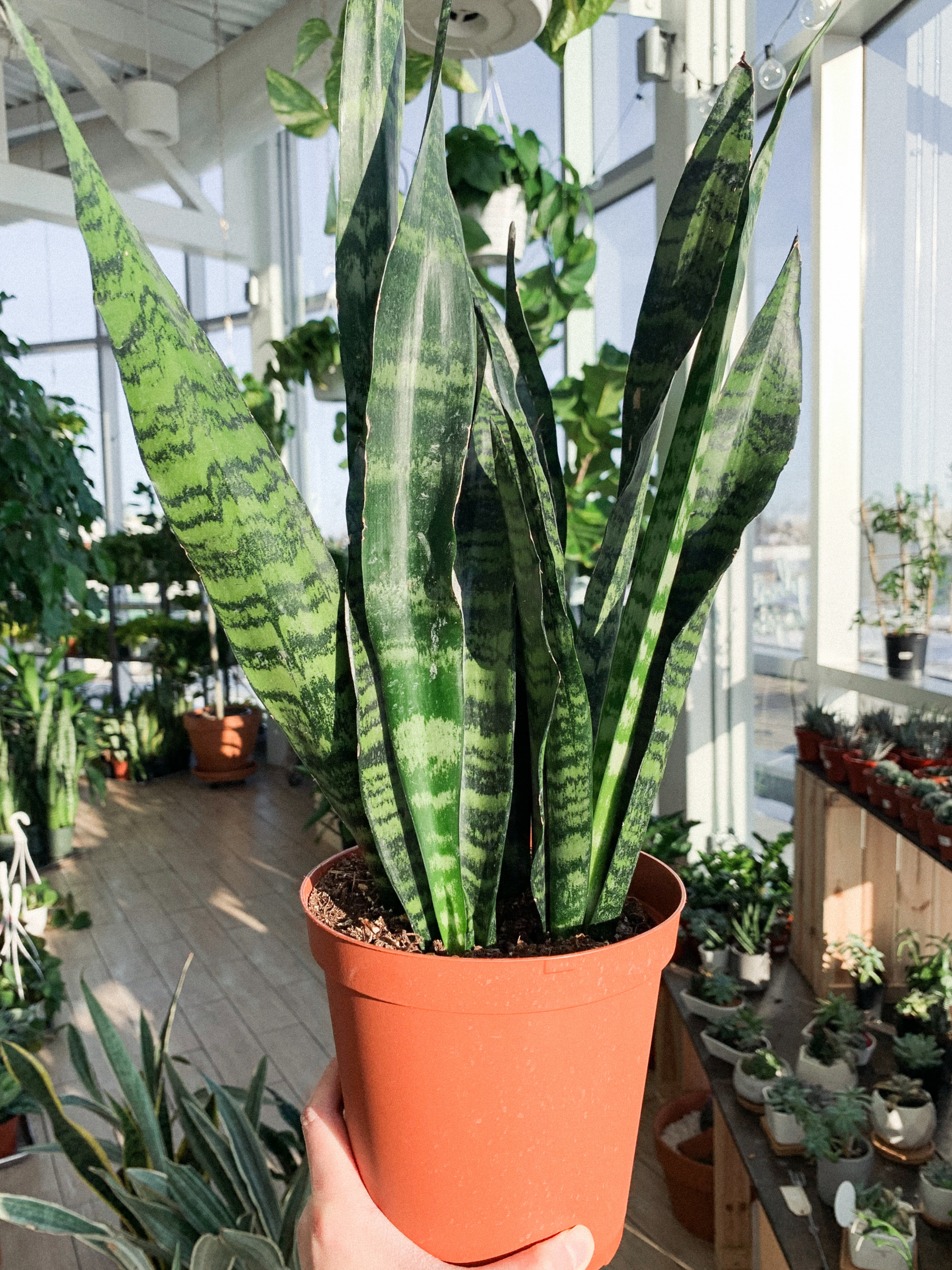 When to Water Sansevieria(Snake Plant) – How Much, Often?