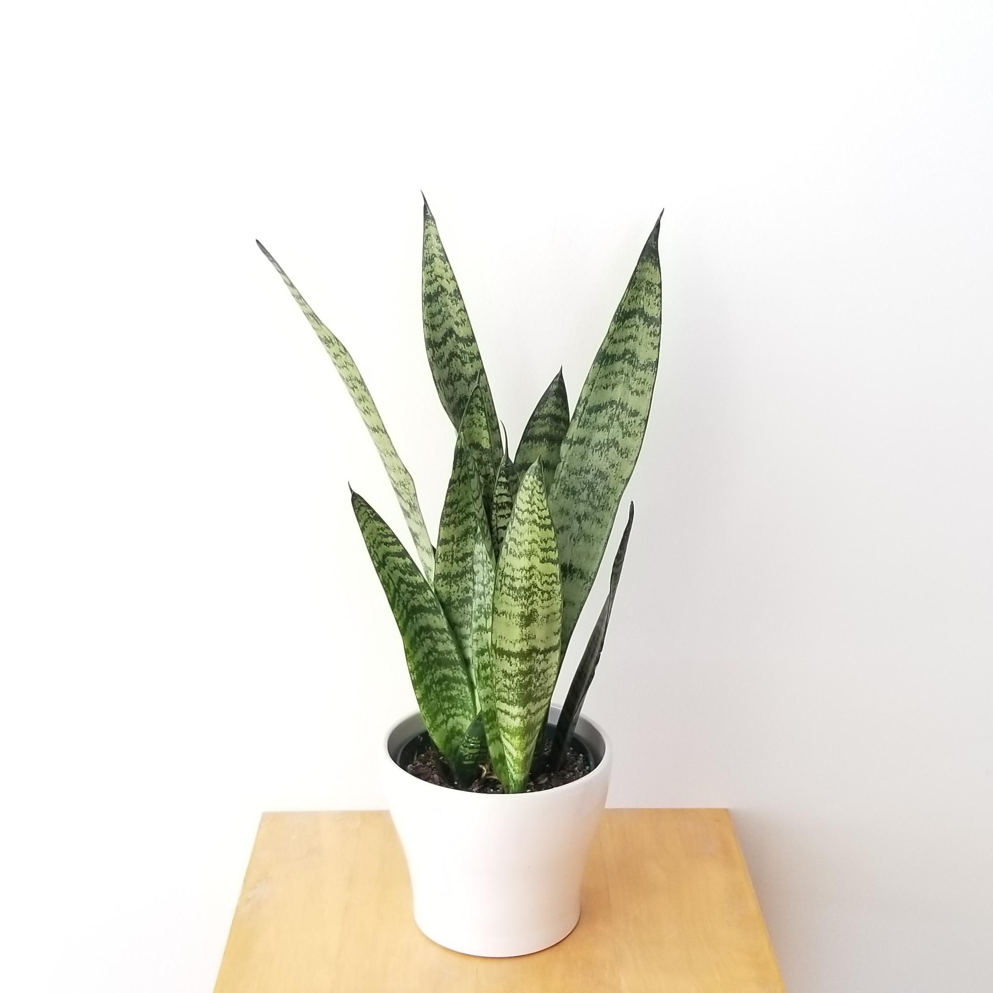 What Parts Of Snake plant Are Poisonous or Toxic?