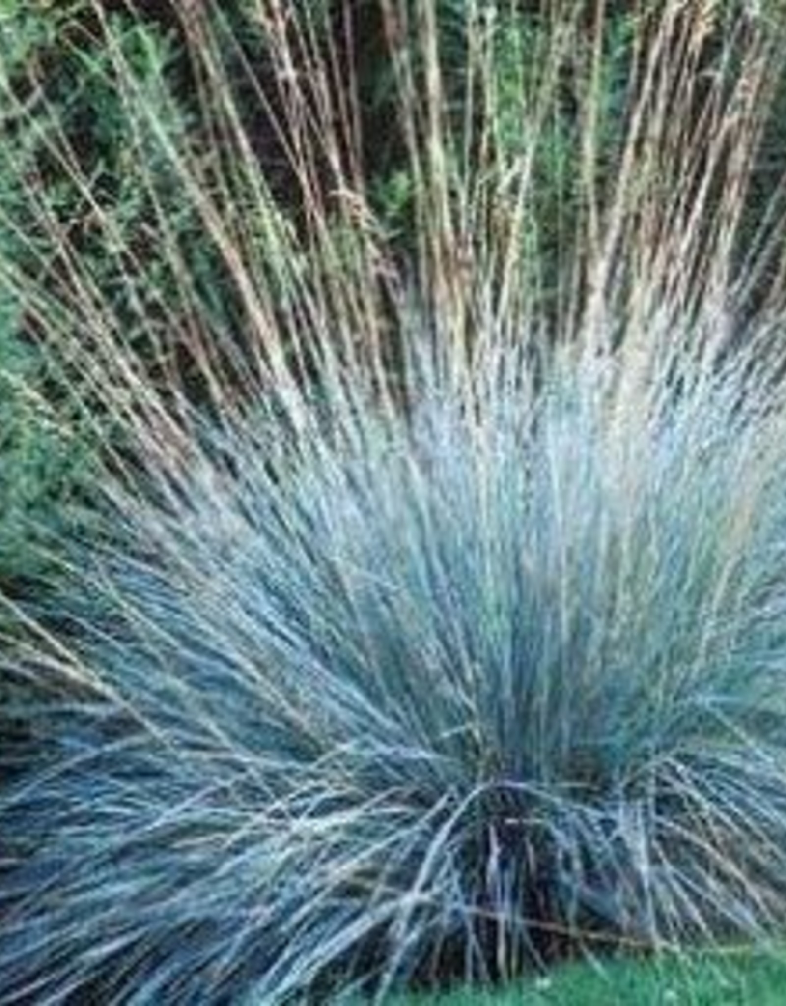Blue Oat Grass – How to Grow, Care, Propagation, Pruning