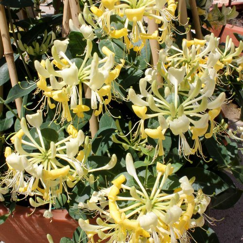 Honeysuckle Vine – Care, Propagation, Pruning, Sale (Growing Guide)