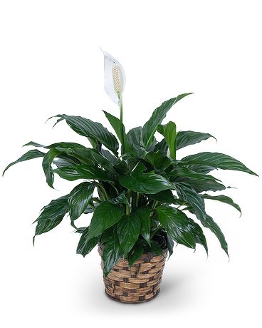 How do you treat Peace lilies with root rot?