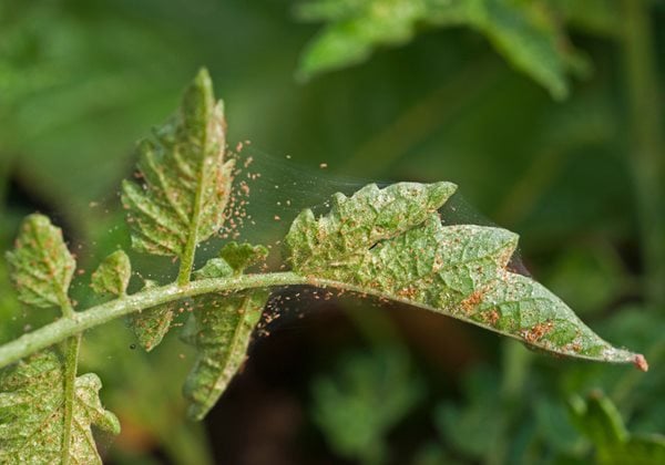 Snake Plant Spider Mites