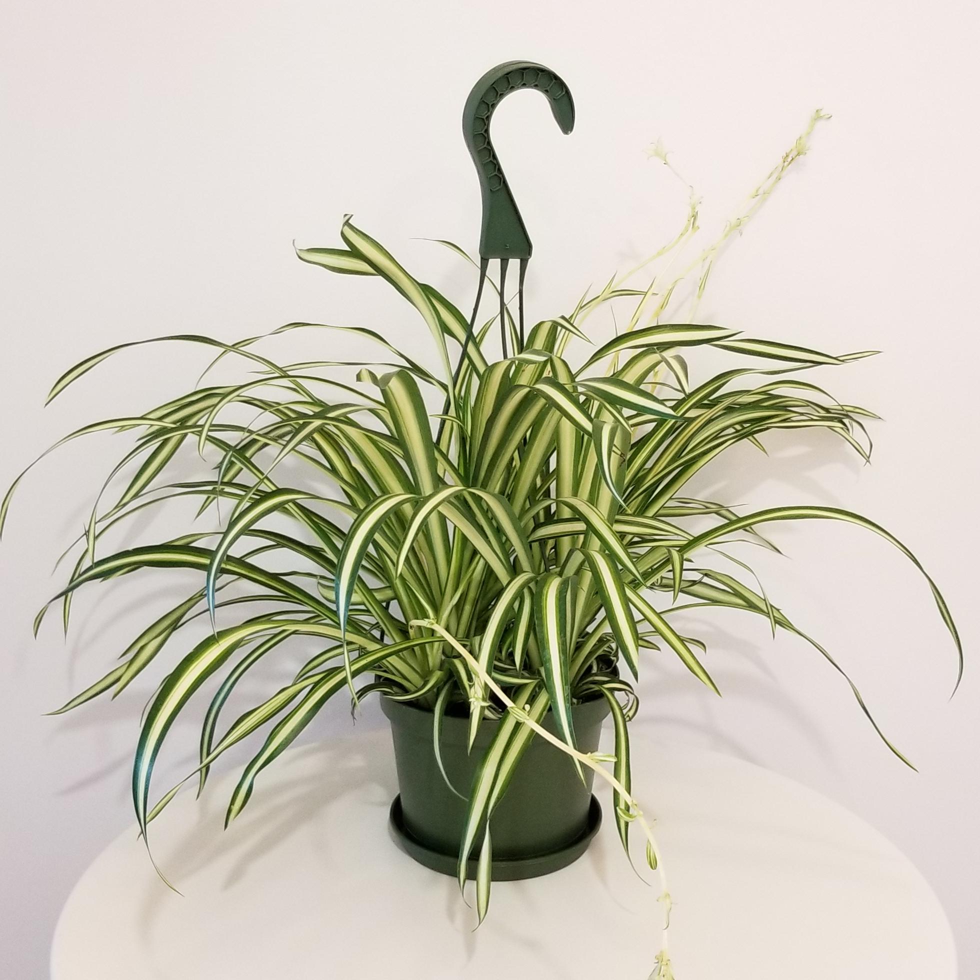 Spider plant benefits at night