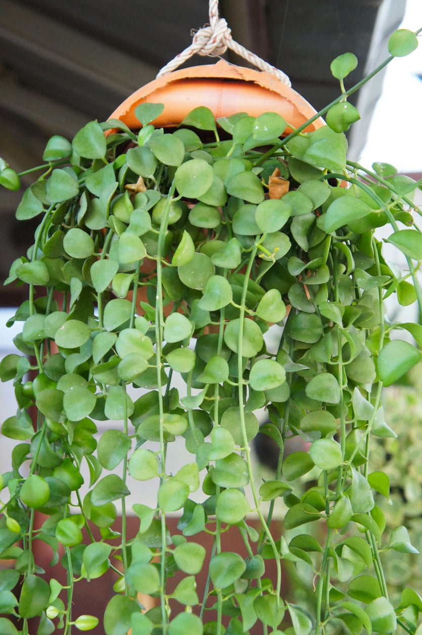 String of Nickels Propagation