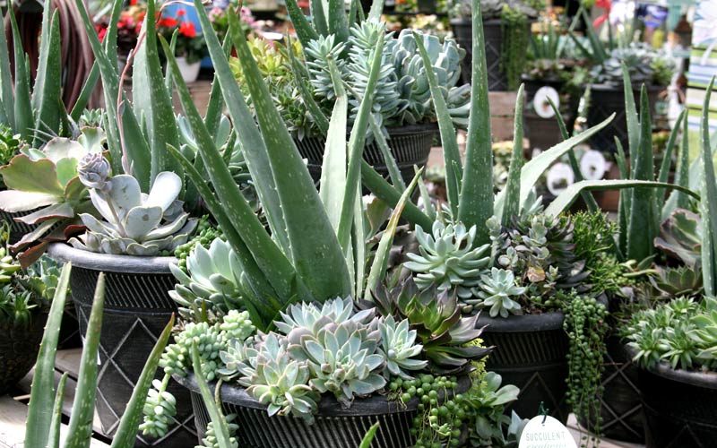 Is Aloe a Succulent – Planting It With Other Succulents?(How)
