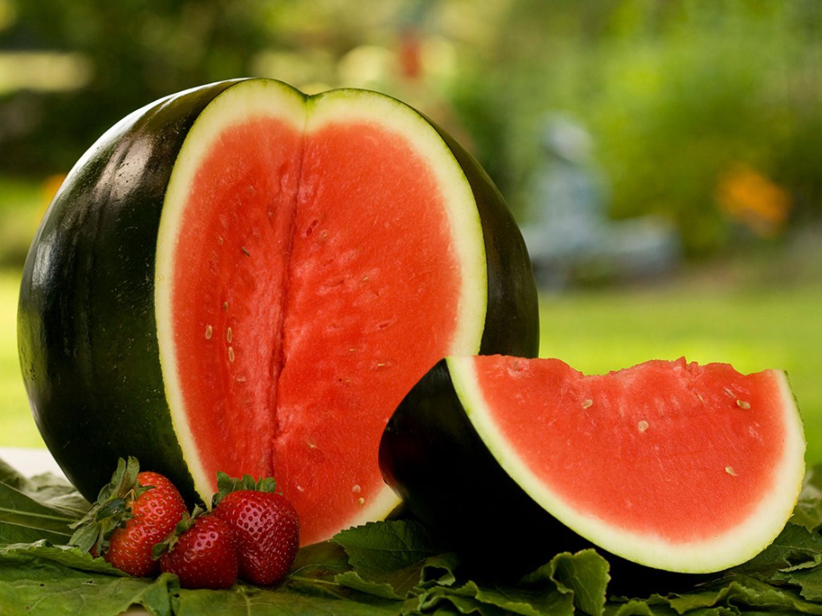 Sugar Baby Watermelon Pruning