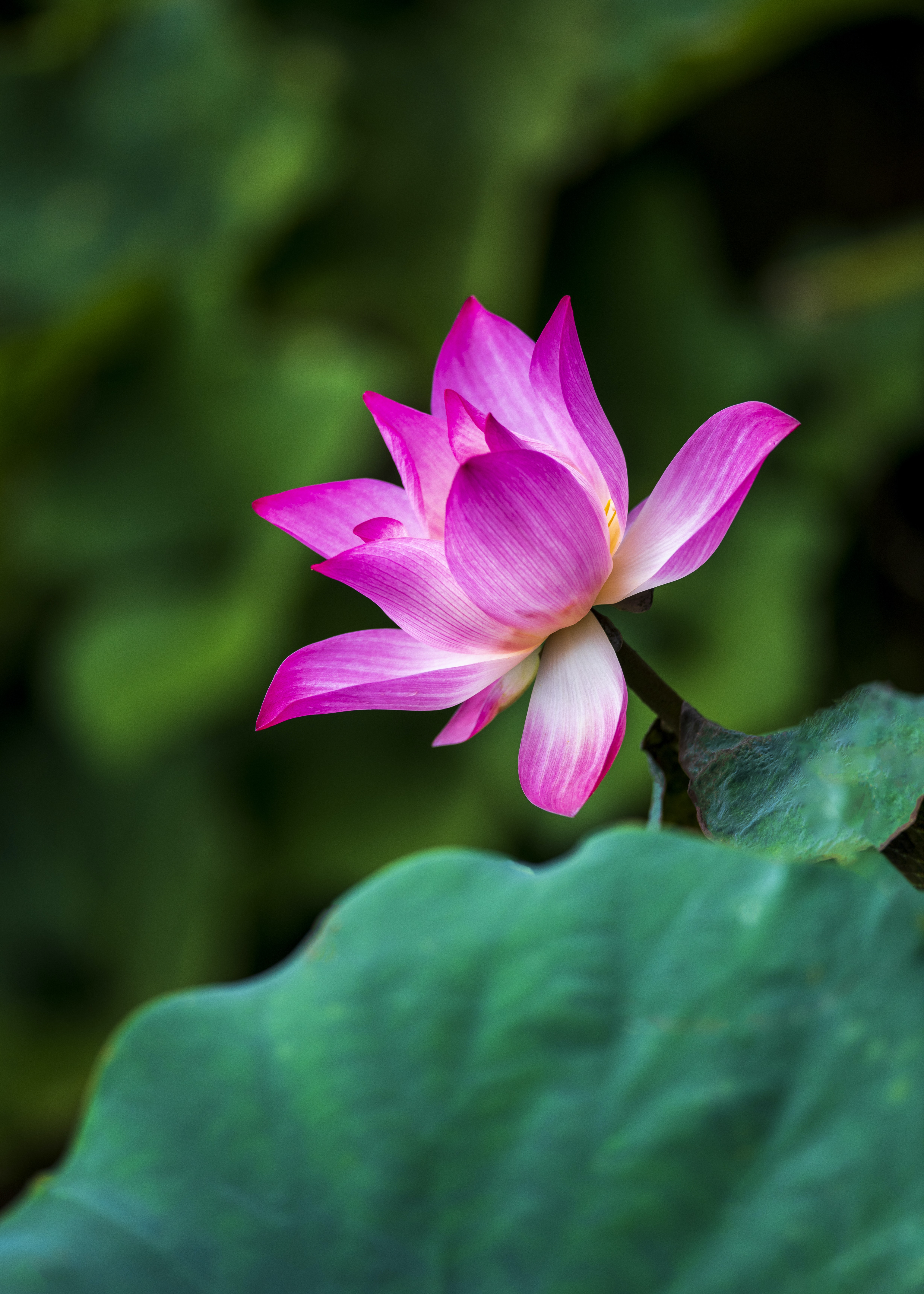 Pink Lotus Flower Meaning
