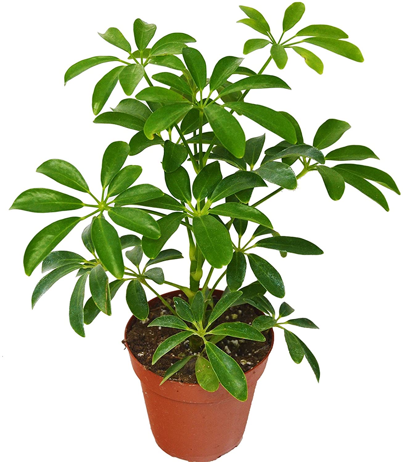 Umbrella plant- Care, Propagation, Growing(All About Schefflera)