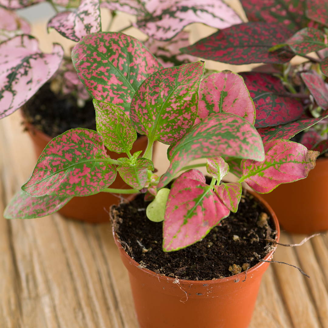 Pink Polka Dot Plant – Care And All About