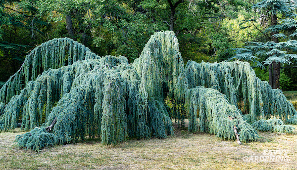 Blue Atlas Cedar – How to grow and care (Cedrus Atlantica) – 8 Tips