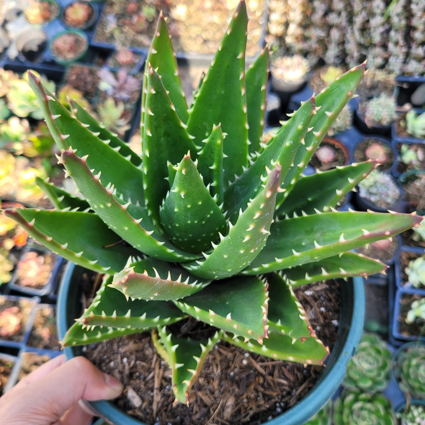 How to Propagate Aloe perfoliata “Mitre Aloe”