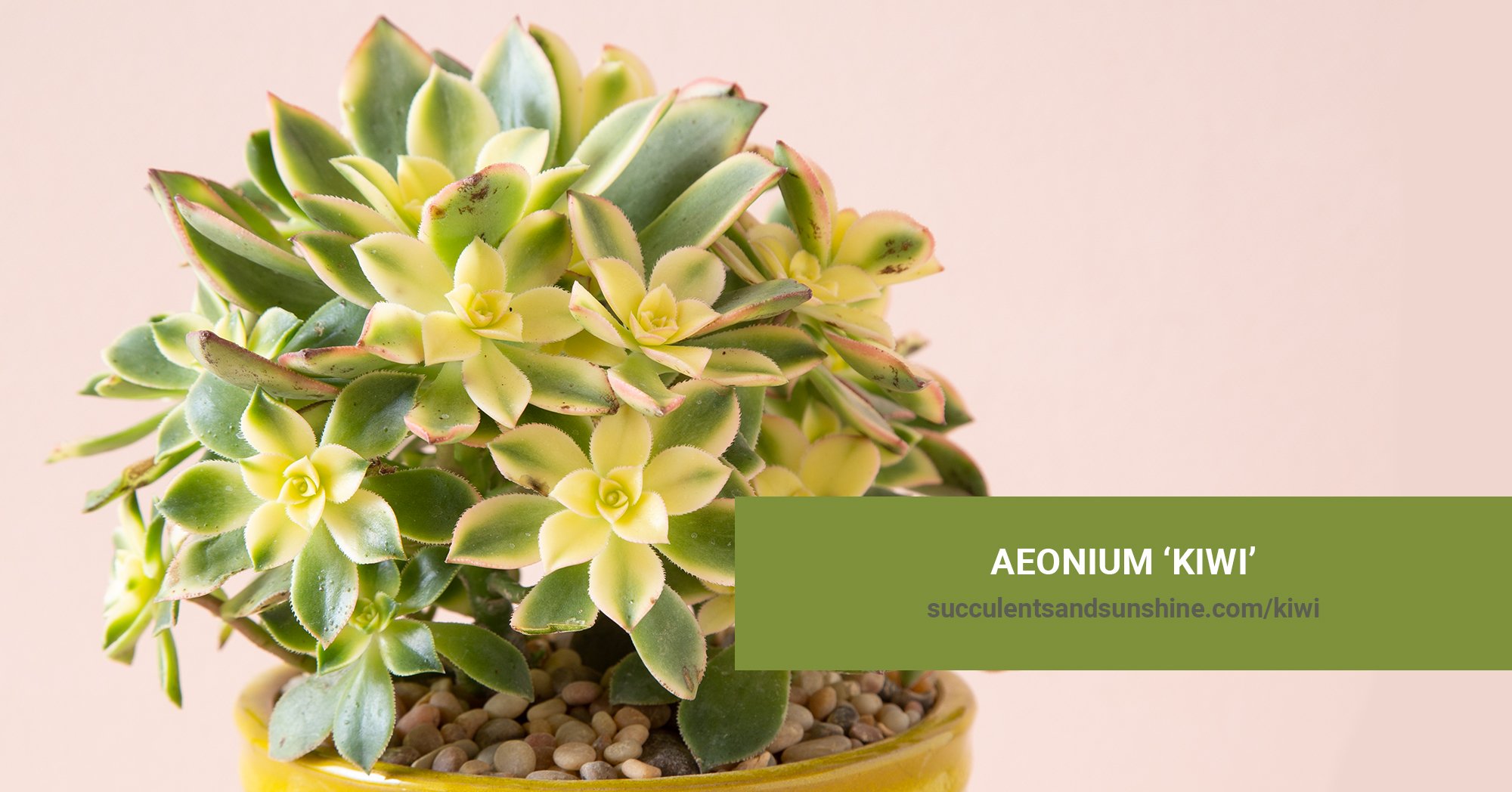General Care for Aeonium ‘Kiwi