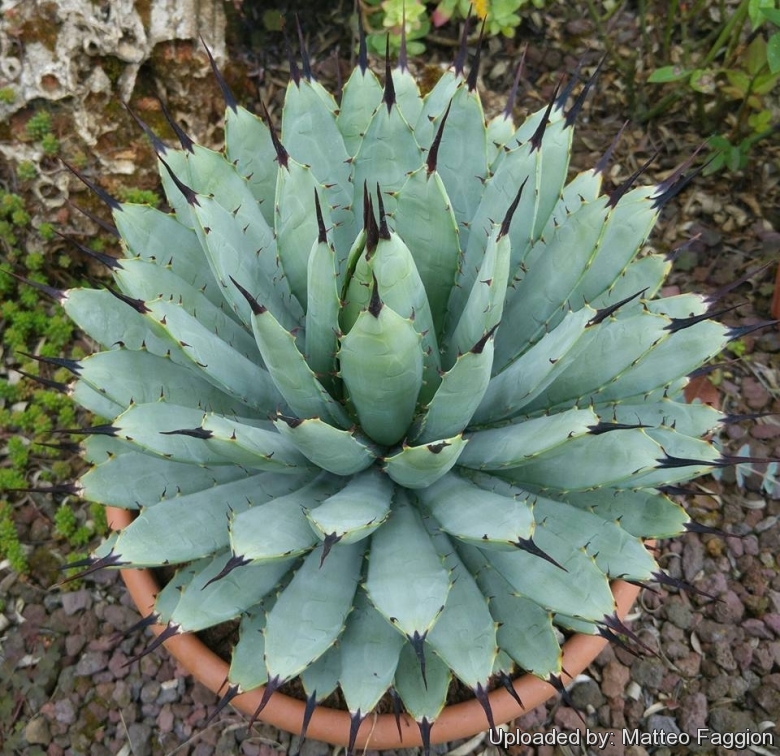General Care for Agave macroacantha “Black-spined Agave”