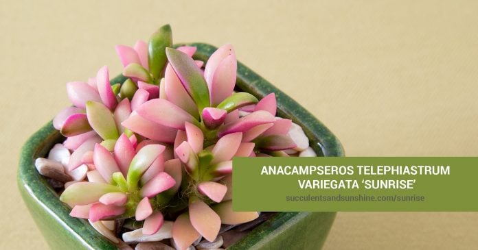 General Care for Anacampseros telephiastrum variegata ‘Sunrise
