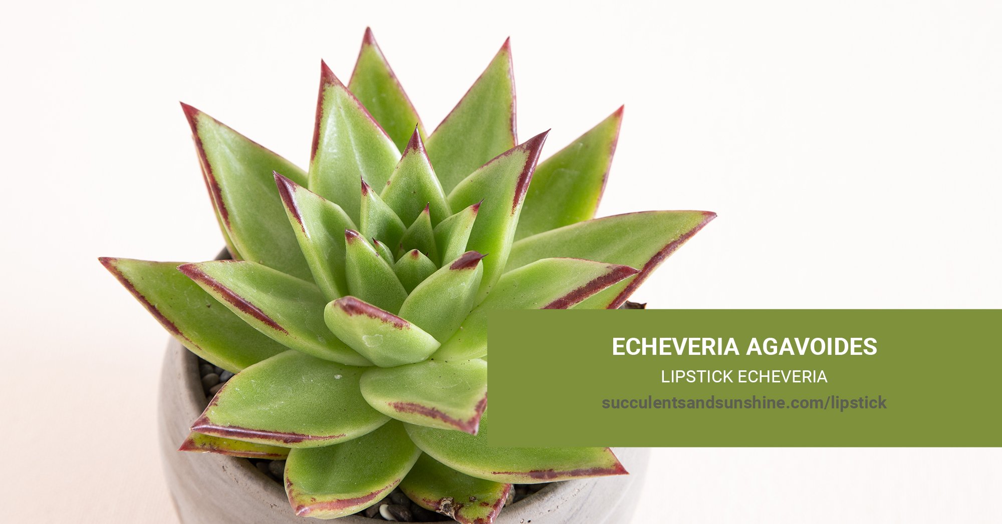 General Care for Echeveria agavoides “Lipstick Echeveria”