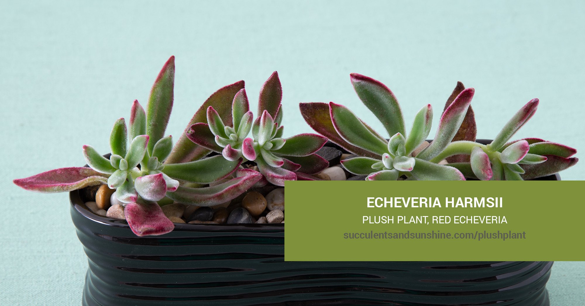 General Care for Echeveria harmsii “Plush Plant”