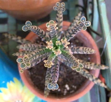 How to Propagate  Kalanchoe delagoensi "Mother of Millions" 