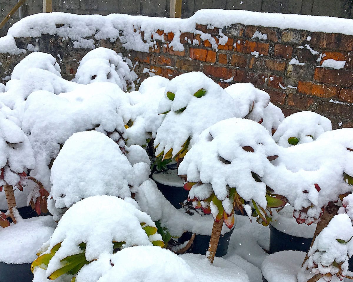 Moving Outdoor Succulents Inside