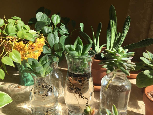Benefits of water therapy for succulents