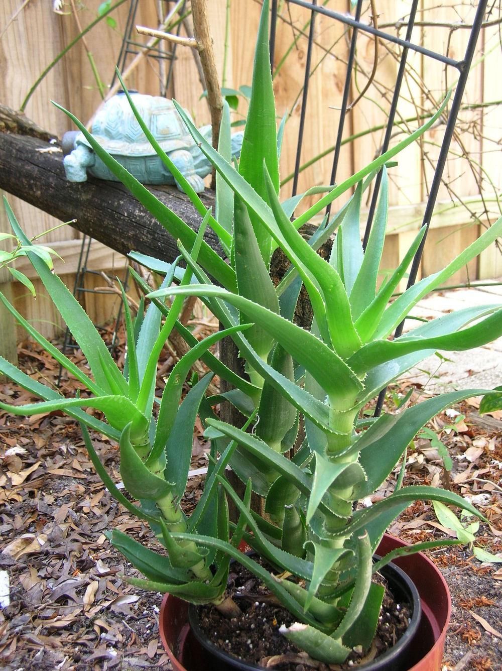 General Care for Aloiampelos ciliaris "Climbing Aloe"