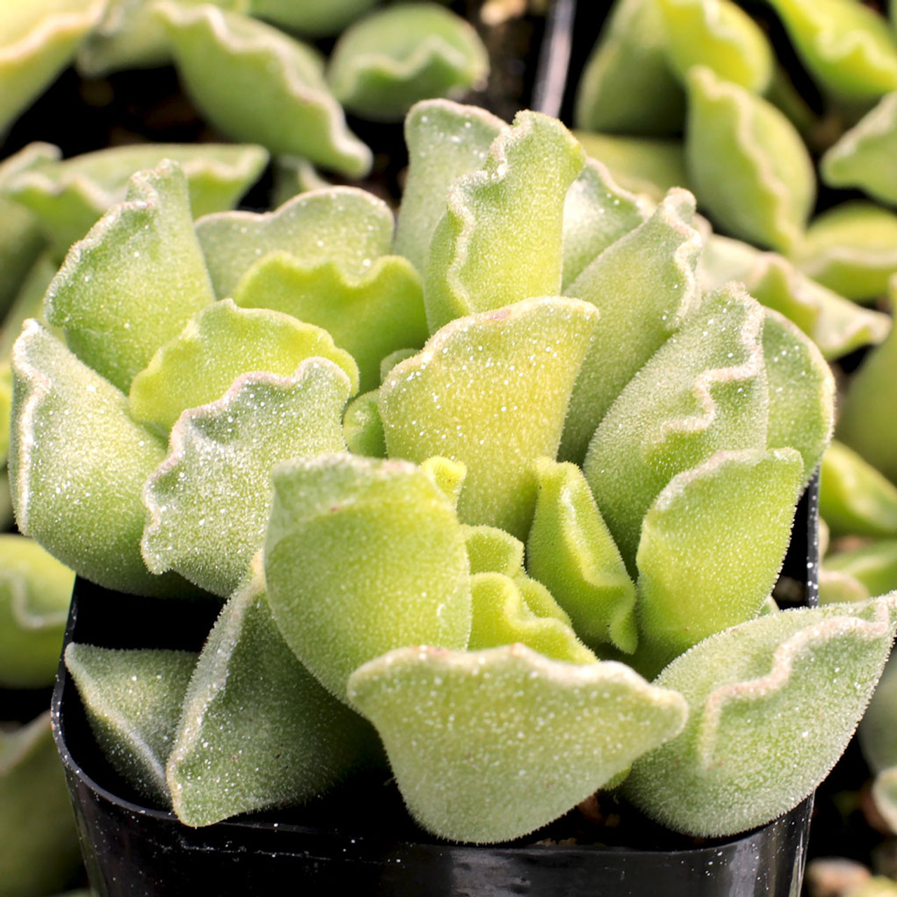 General Care for Adromischus cristatus “Crinkle-Leaf Plant”