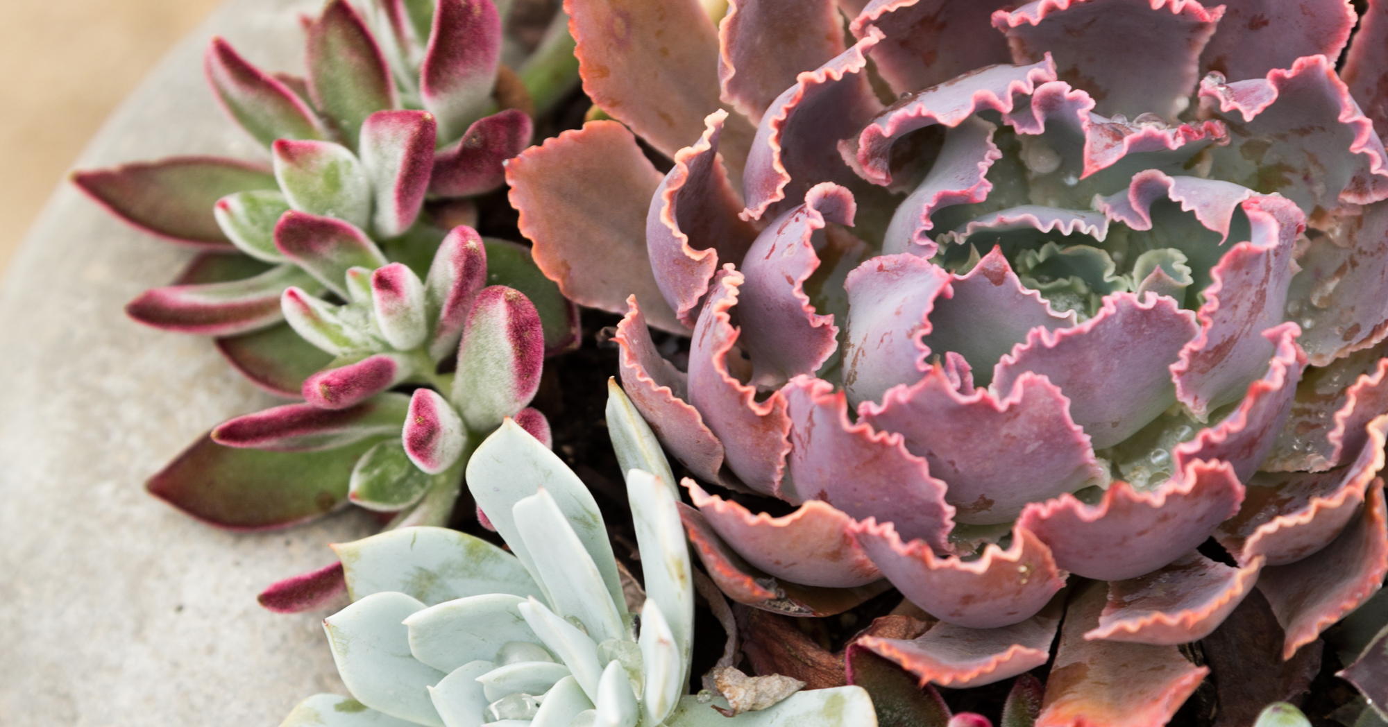 Succulents in the Ground