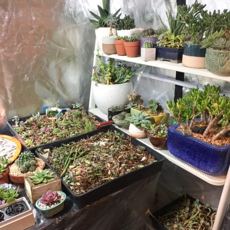 A Grow Tent Provides Excellent Air Flow for Succulents